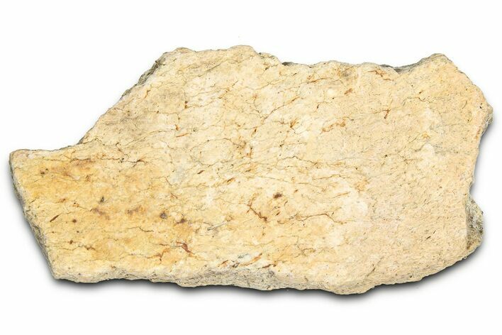 Dinosaur (Triceratops) Frill Shield Section - Montana #366635